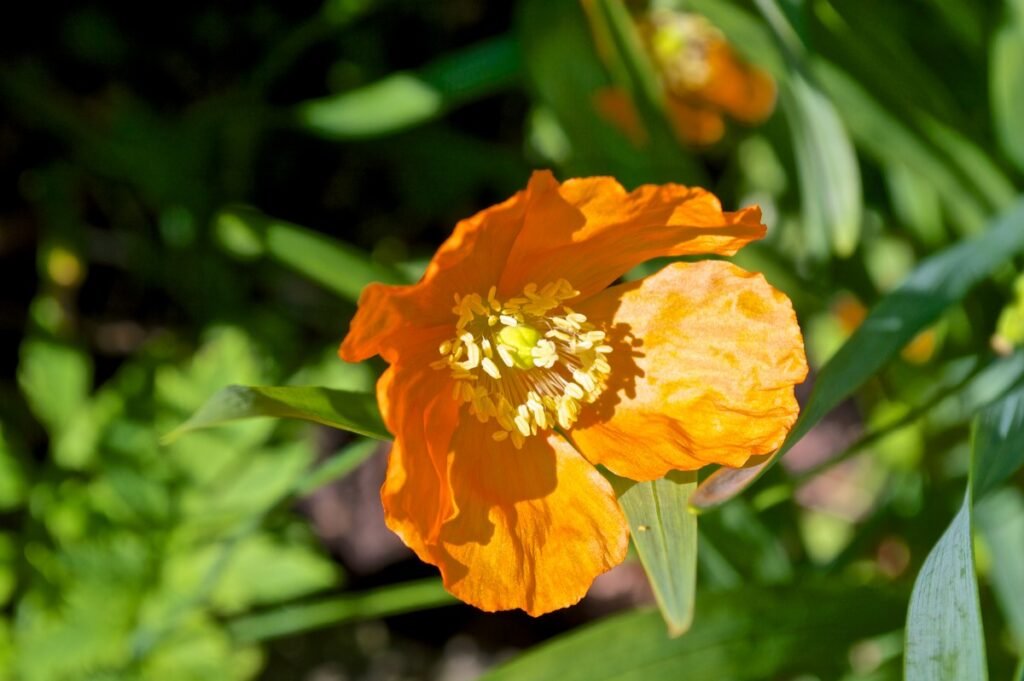 California Poppy