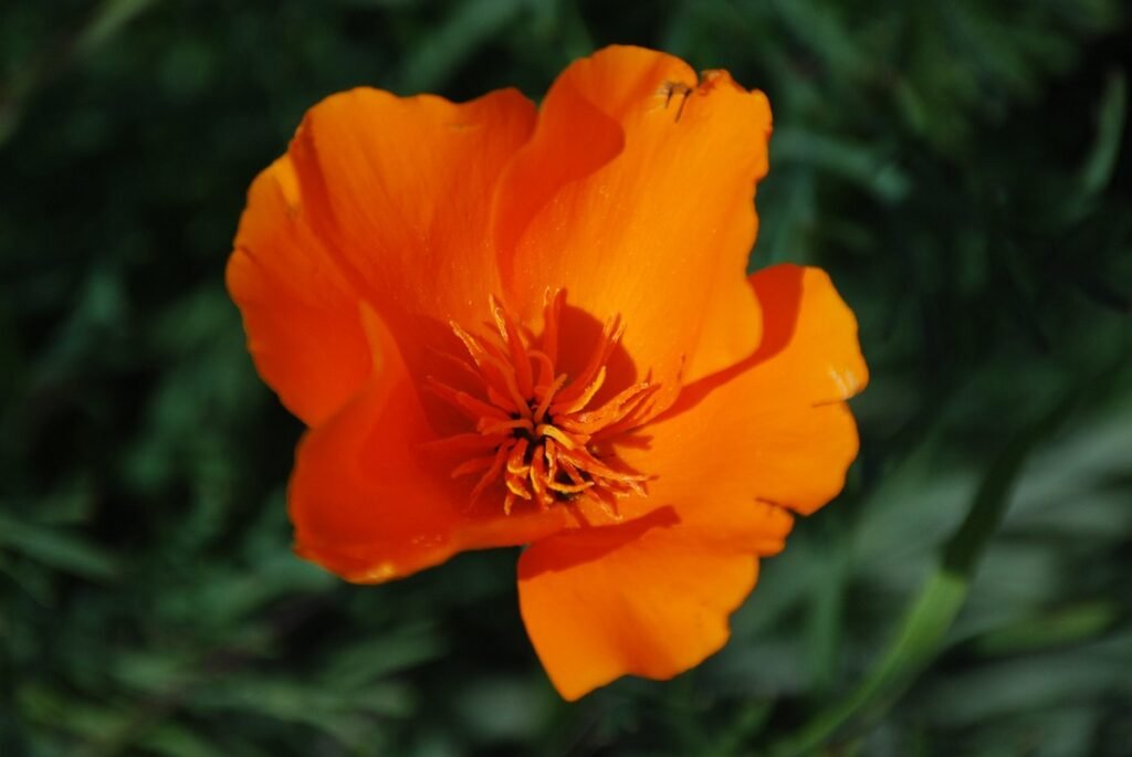Californian Poppy flower