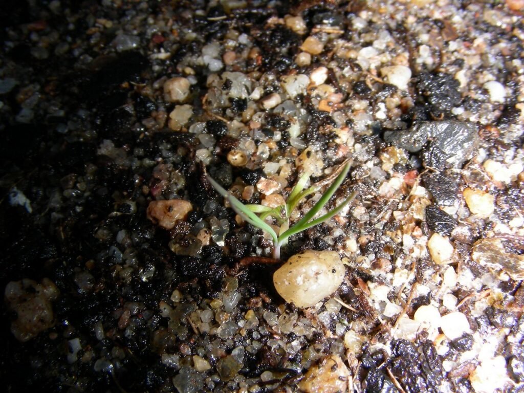 Californian Poppy seedlings