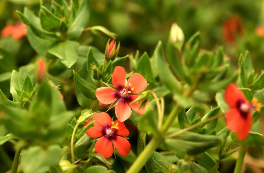 Can wildflowers grow in shade