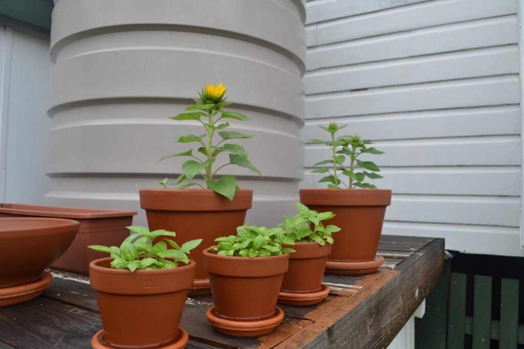 Can you grow wildflowers in a pot