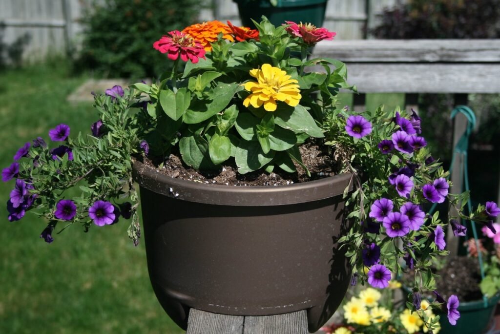 Can you grow wildflowers in pots