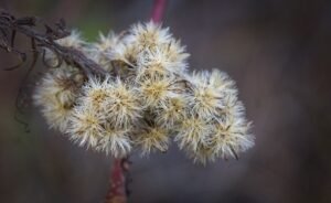 Canada goldenrod seeds