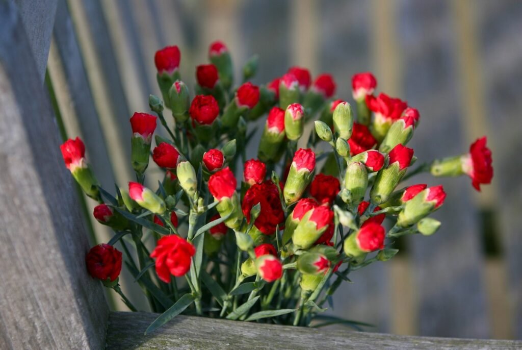 Carnations meaning