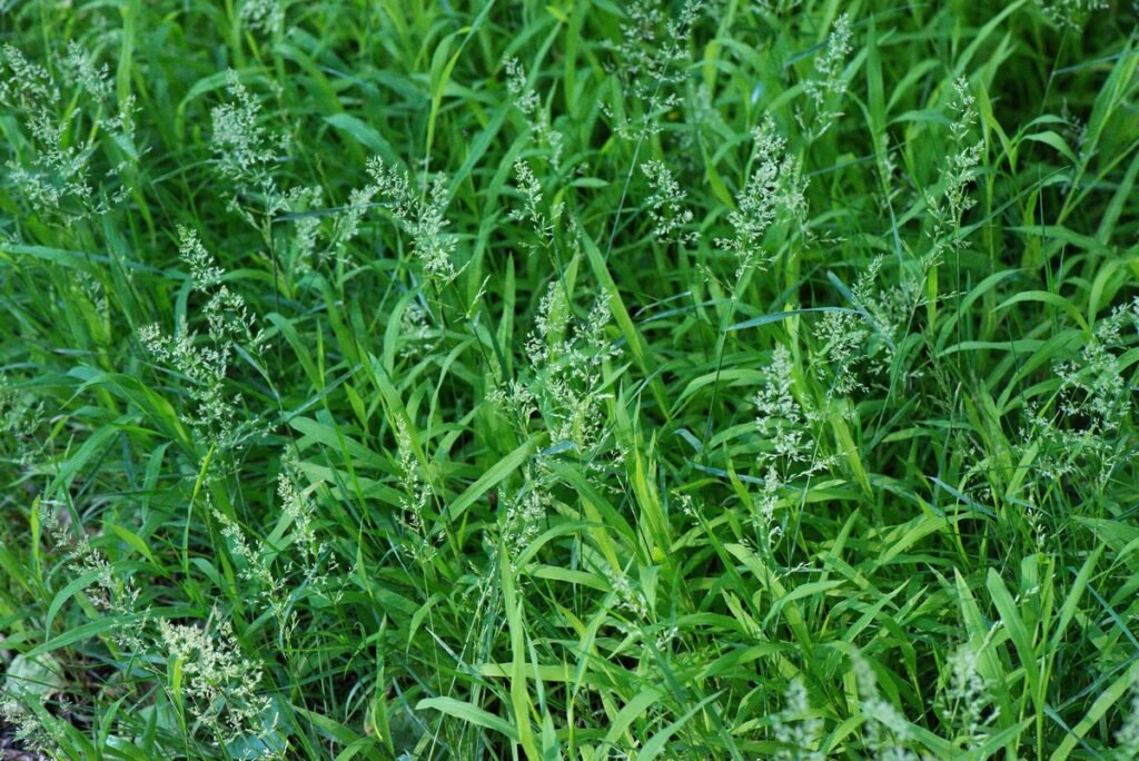 Characteristics of Weeds
