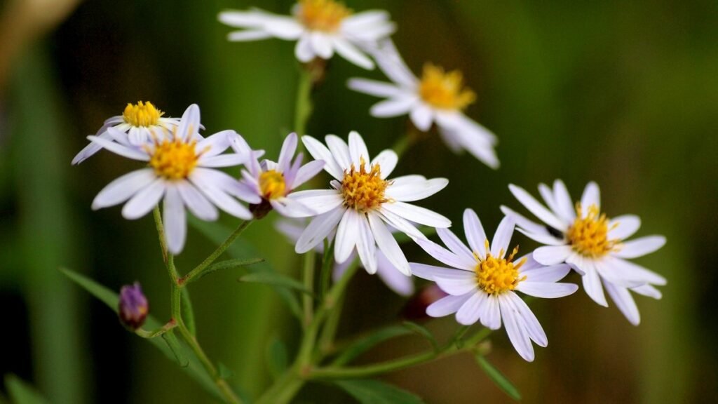Characteristics of Wildflowers