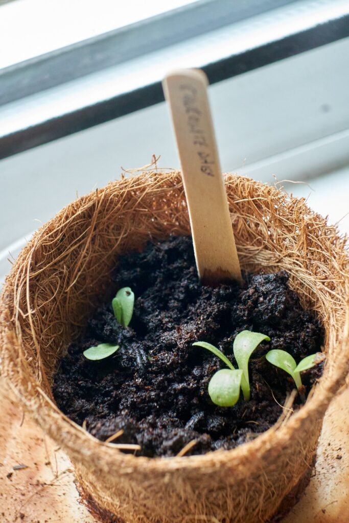 Chocolate Daisy seedlings