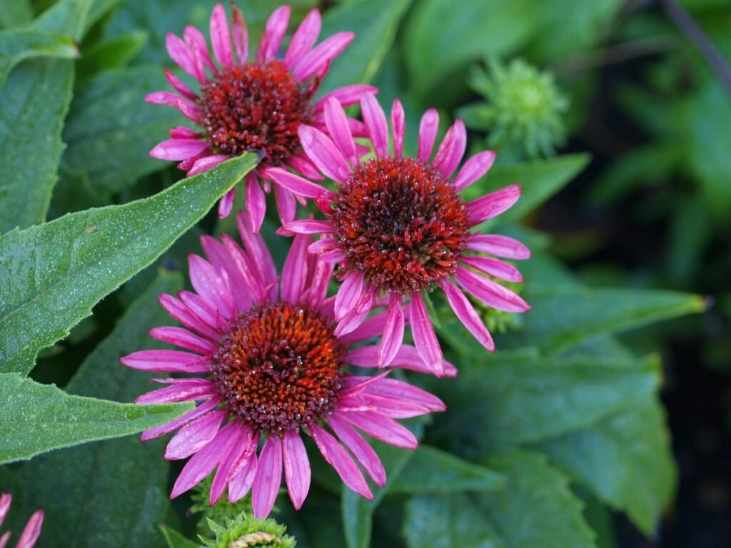 Choosing the Right Wildflowers