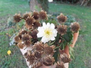Chrysanthemum white seeds