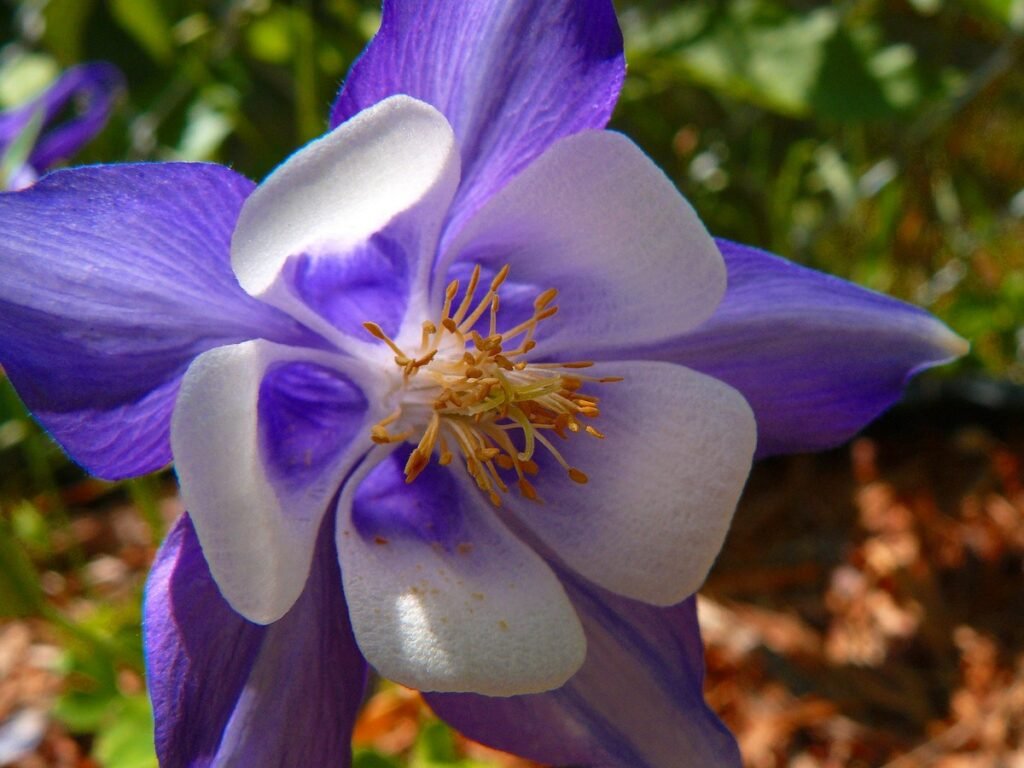 Columbines meaning