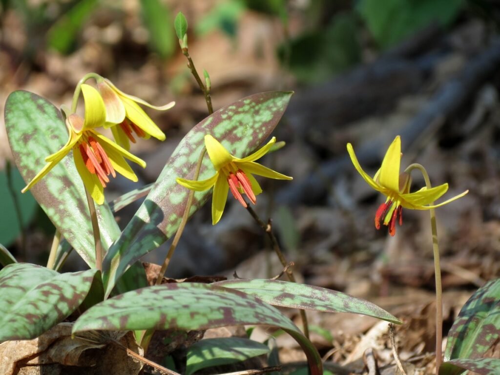 common spring wildflowers