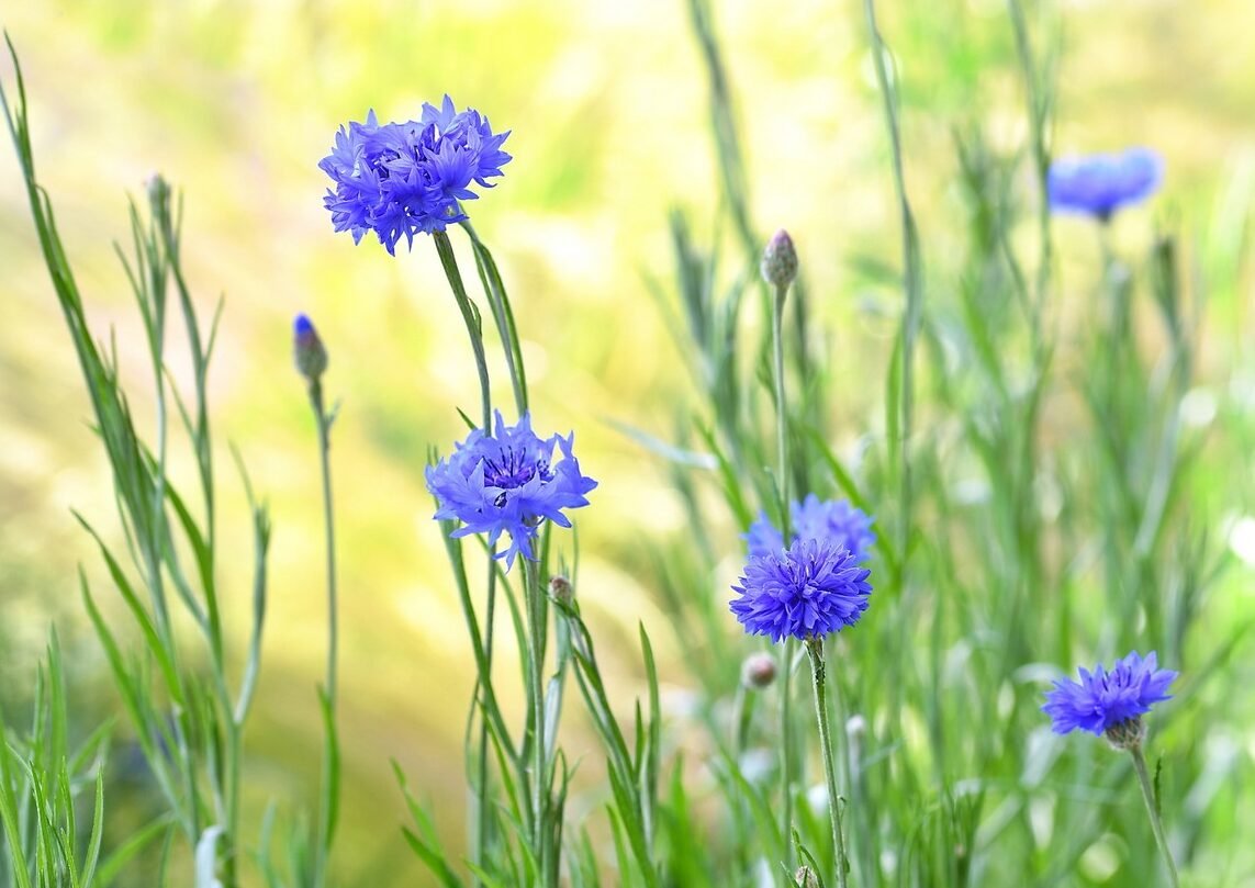 common spring wildflowers