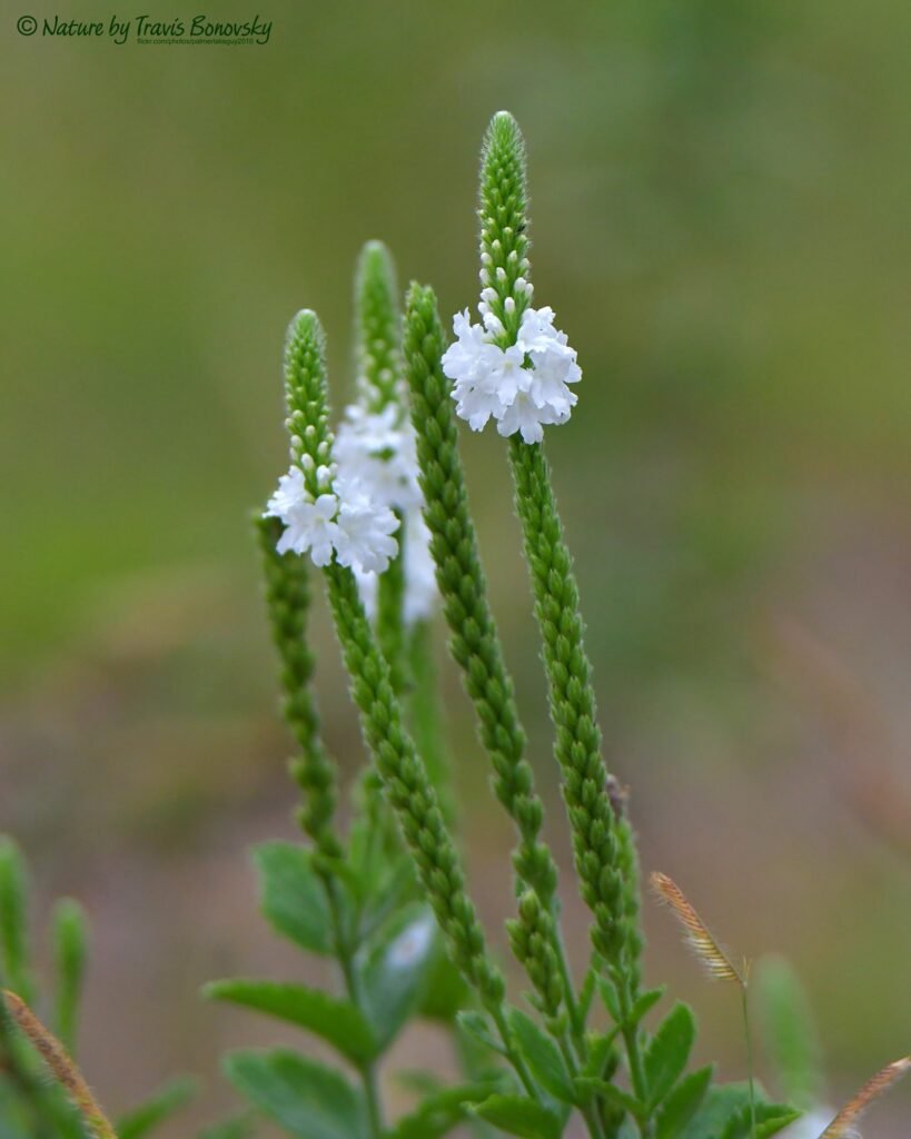 White Vervain (Verbena urticifolia)