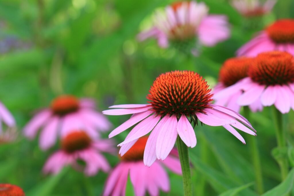 Coneflowers meaning