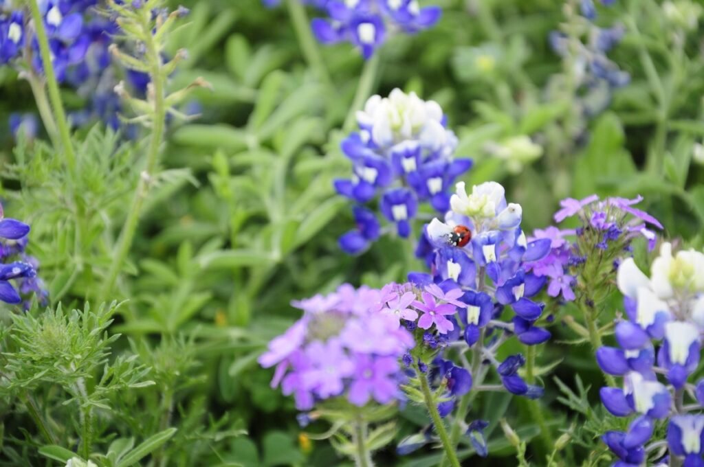 Consider Rainfall for Planting in texas