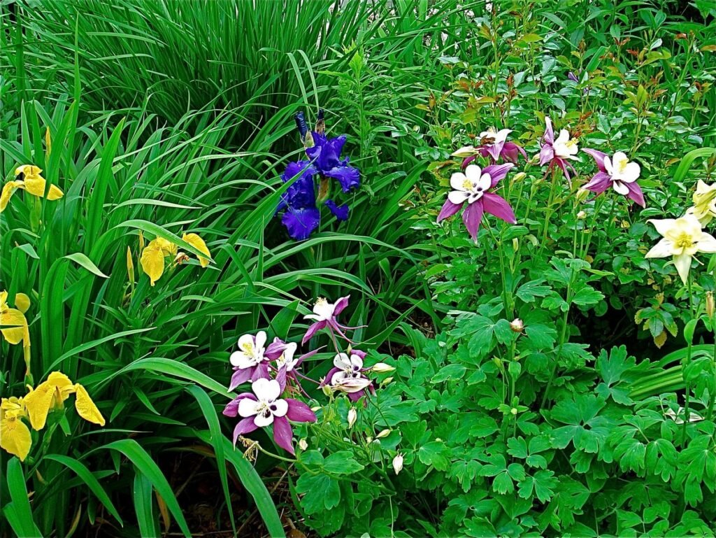 Considerations for Planting Wildflowers in Full Sun