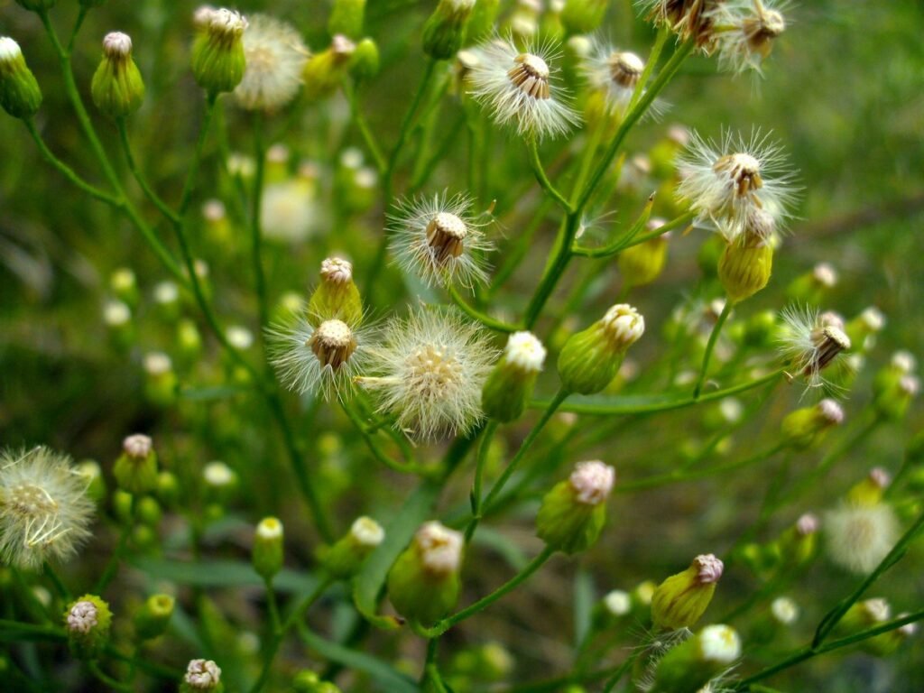 Conyza sumatrensis seeds