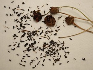 Coreopsis seeds