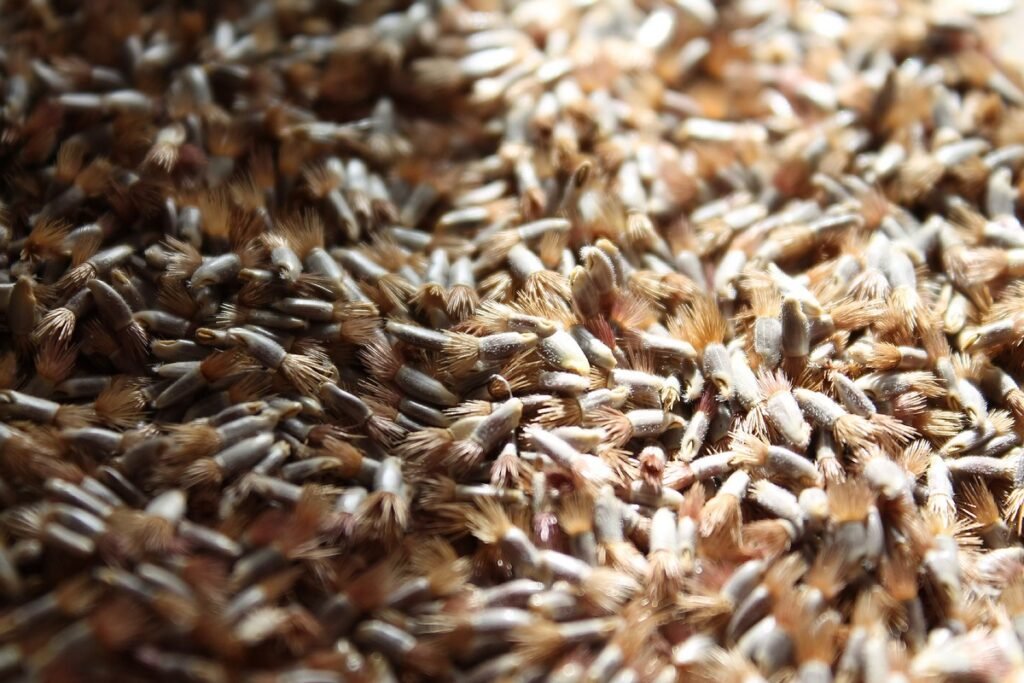 cornflower blue seeds