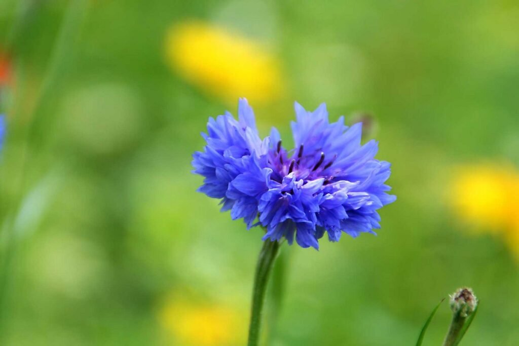 Cornflower or Bachelor Button
