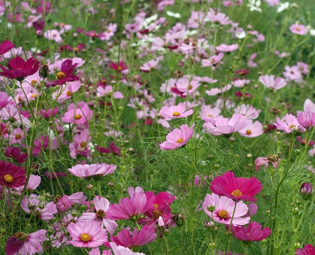 Cosmos 'Sensation'