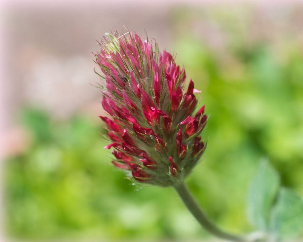 Crimson Clover