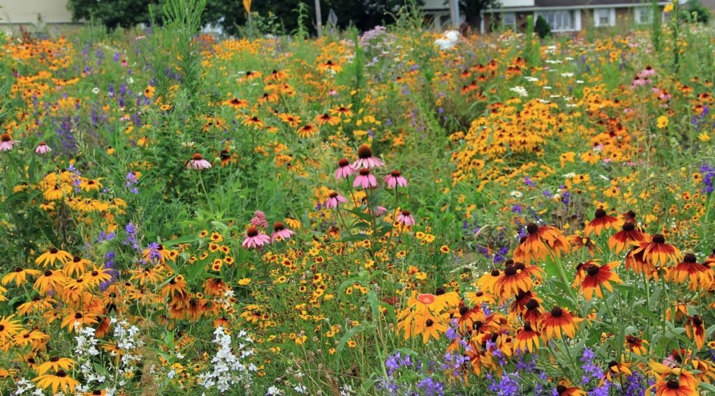 Cultivating Wildflowers