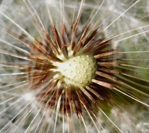 dandelion seeds