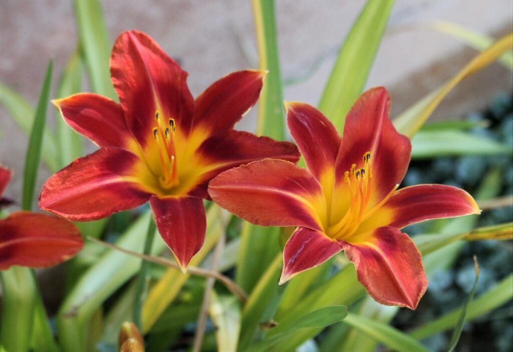 Daylilies