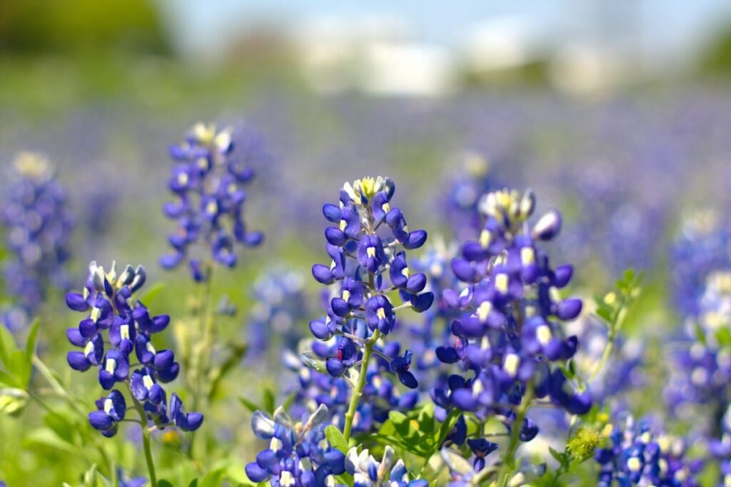 Different wild flowers Bluebonnet