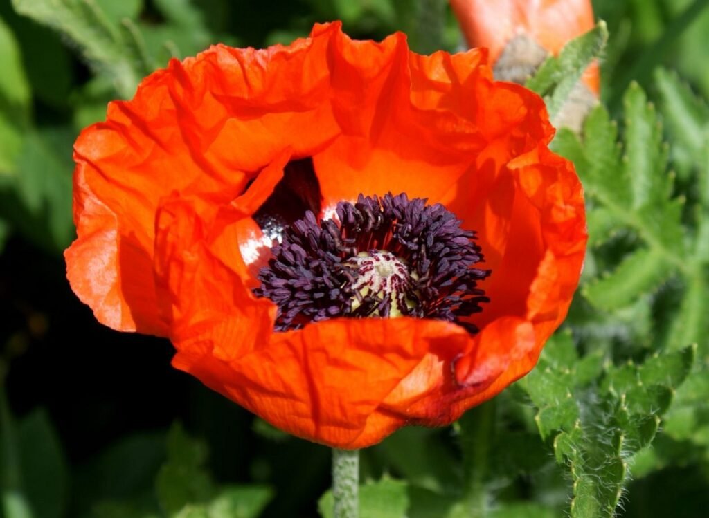 Different wildflowers Red Poppy