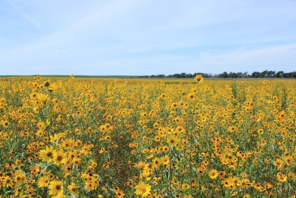 Disadvantages of Wildflowers