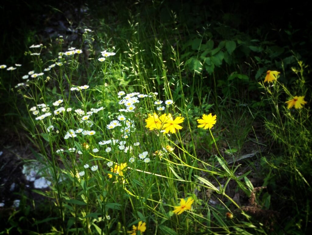 Distinguishing Between Wildflowers and Weeds