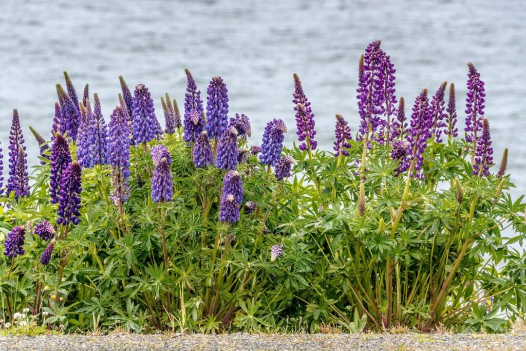 Do wild flowers grow back