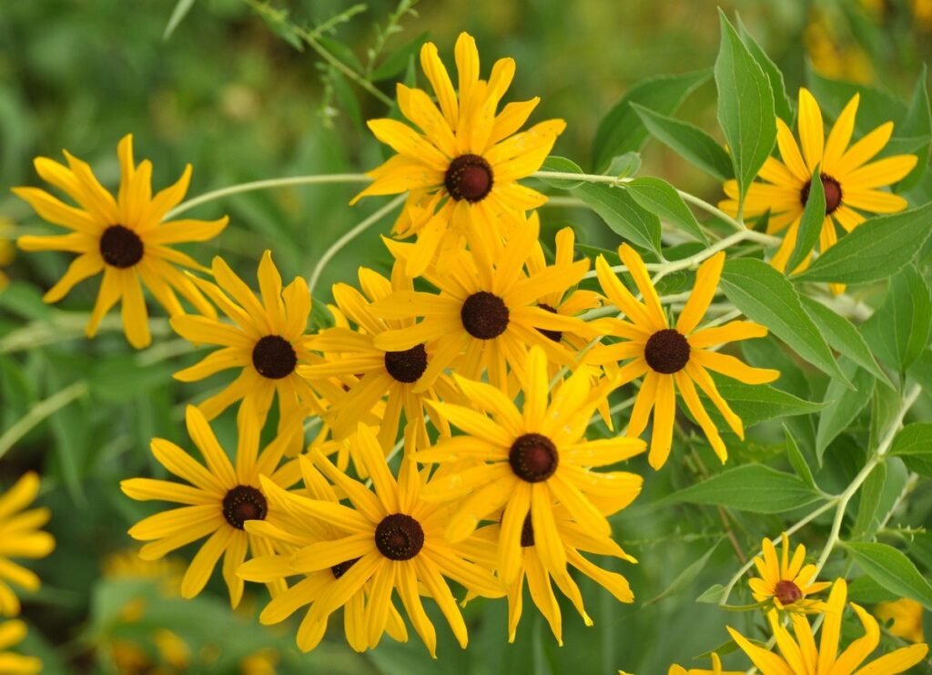 Do wildflowers come back