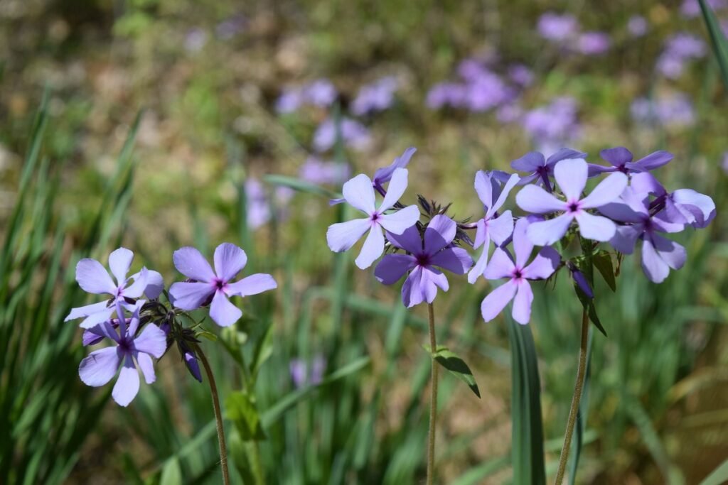 Do wildflowers grow back every year