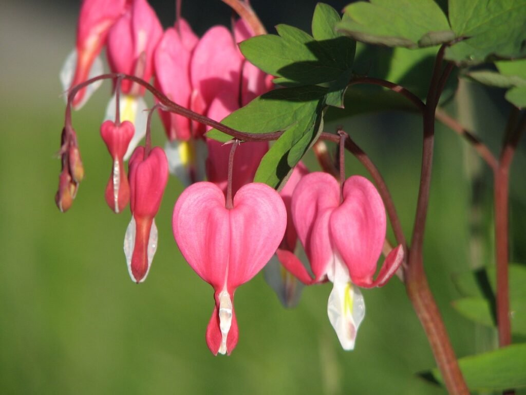 Do wildflowers grow in shade