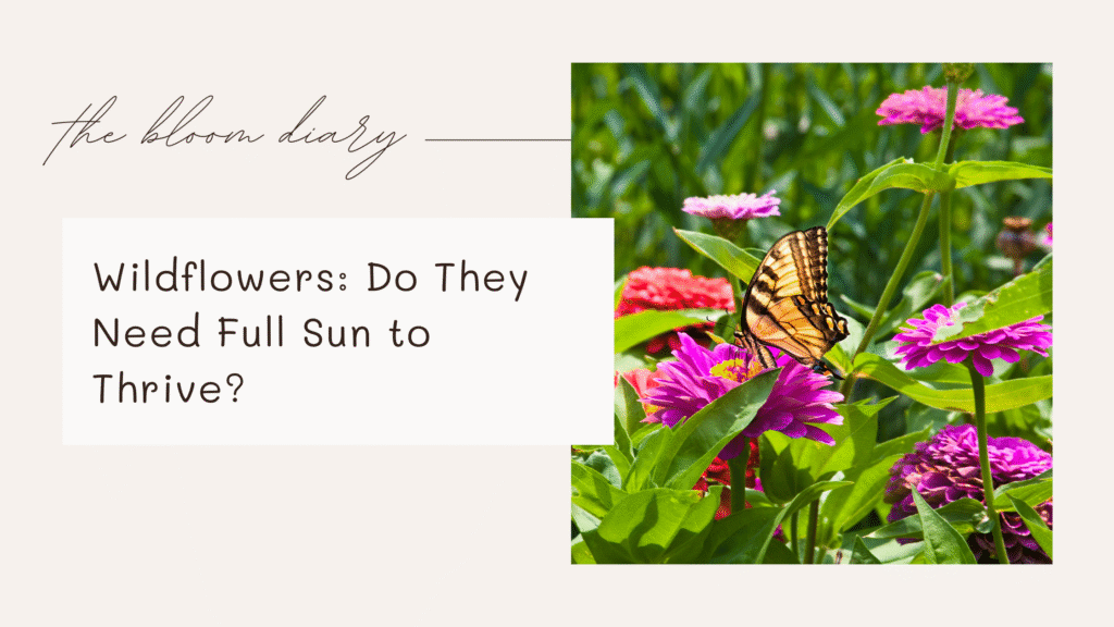 Do wildflowers need full sun