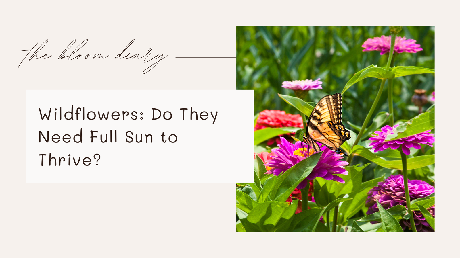 Do wildflowers need full sun