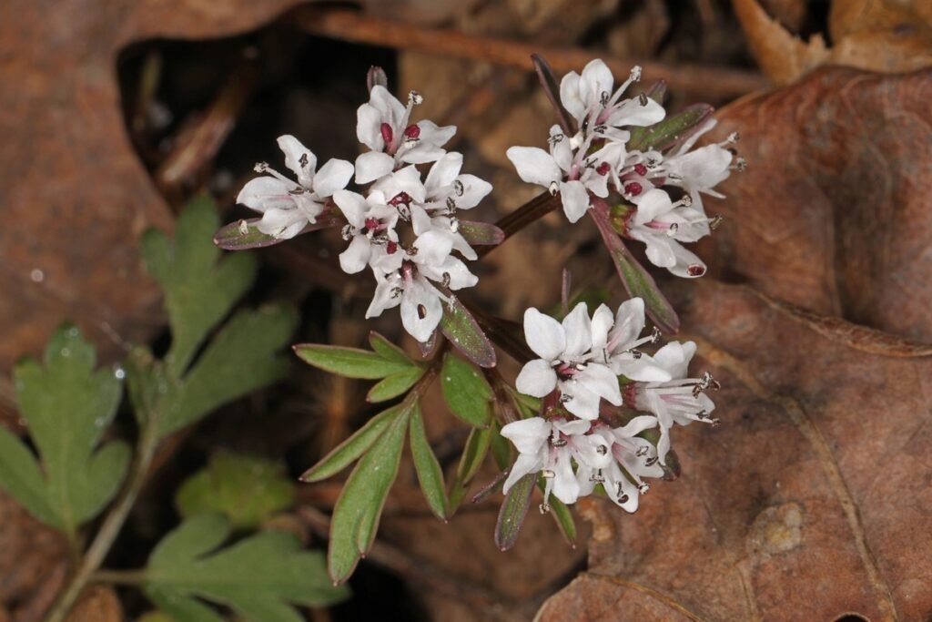 early wildflowers Erigenia Bulbosa