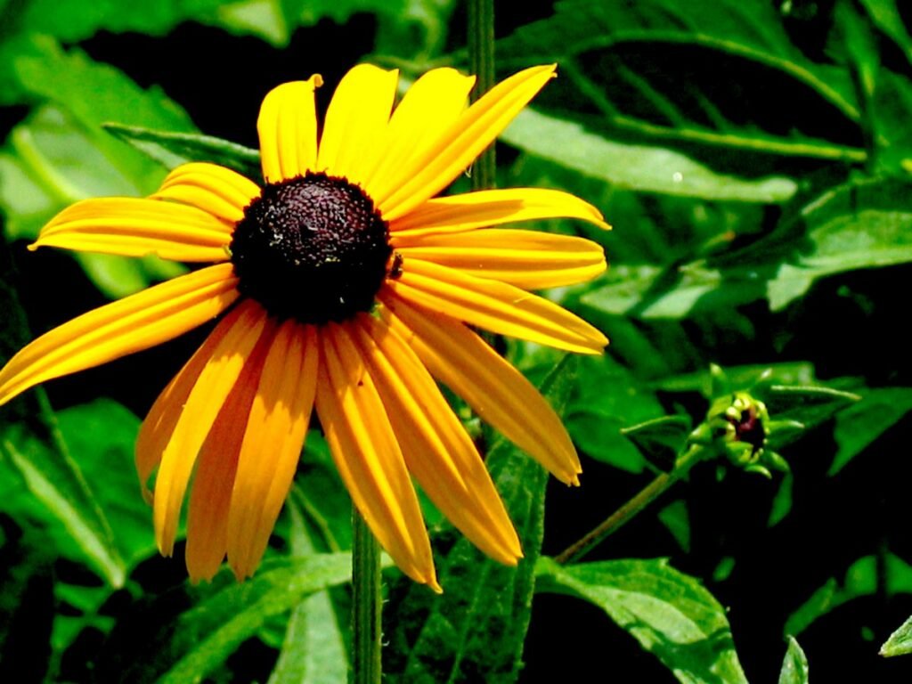 easiest wildflowers to grow Black-Eyed Susan