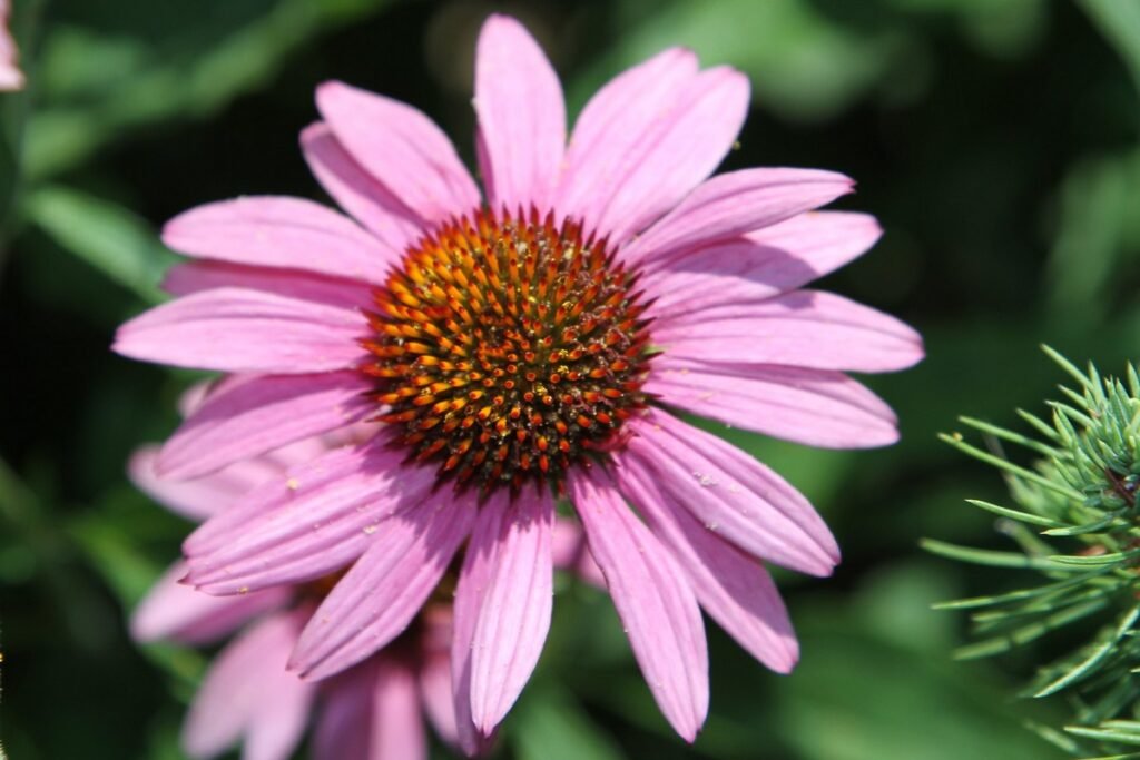easiest wildflowers to grow Coneflower