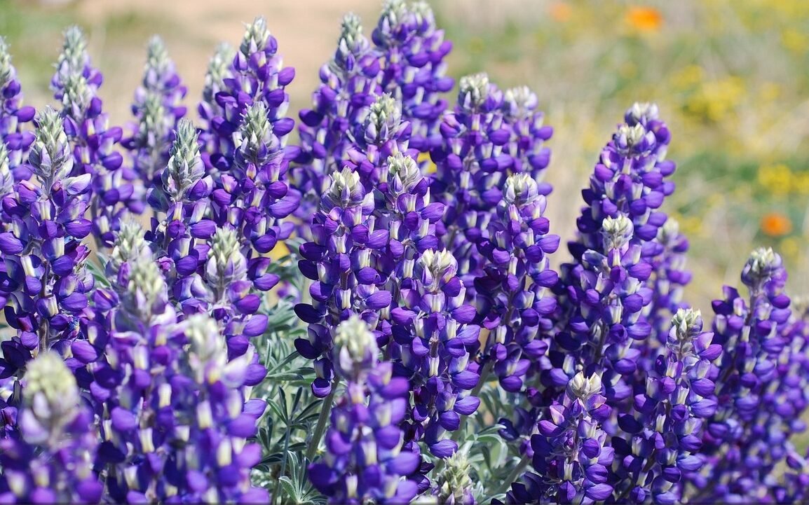 easiest wildflowers to grow Lupine