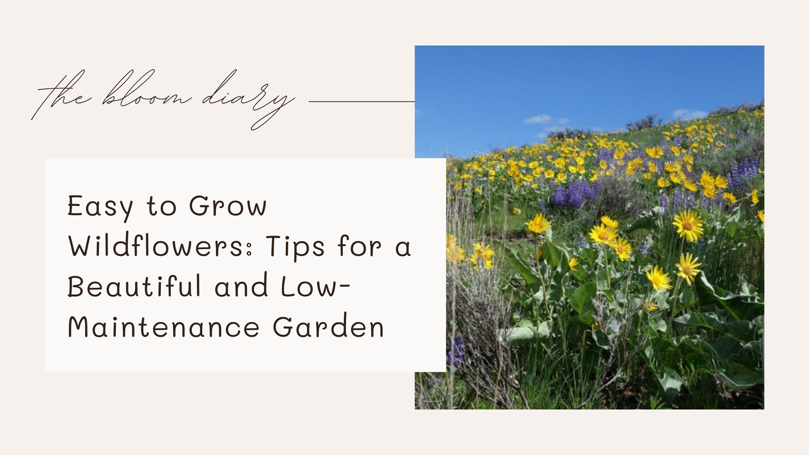 Easiest wildflowers to grow