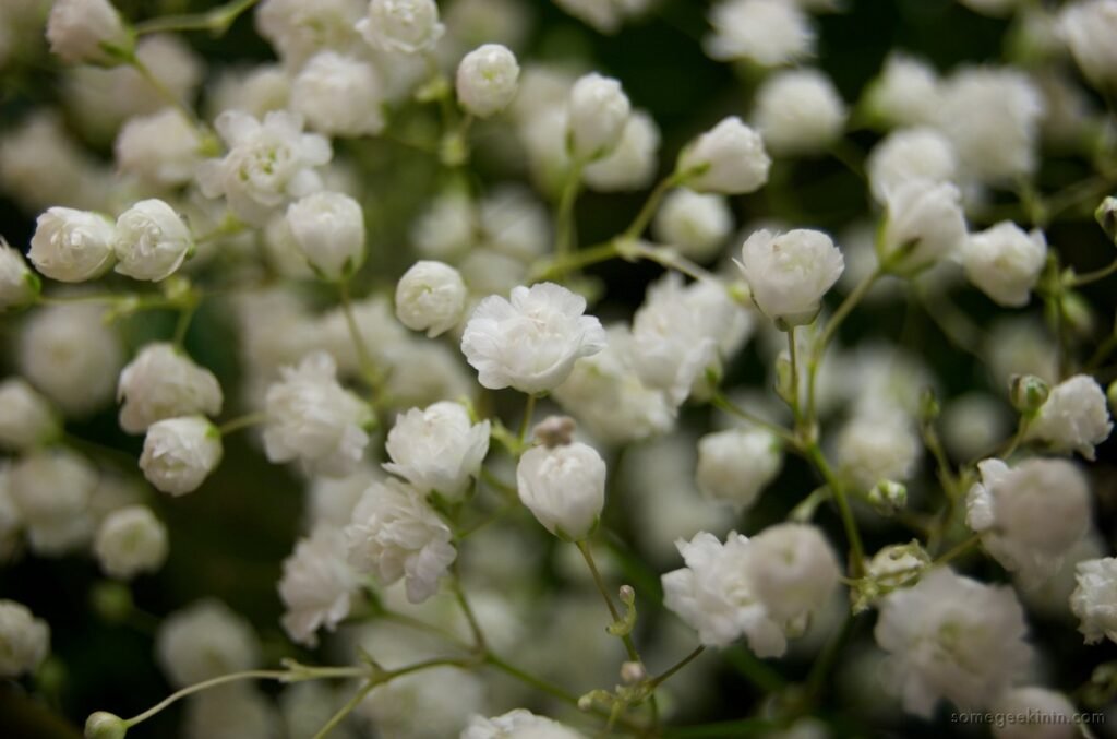 easy growing wildflowers Baby's Breath