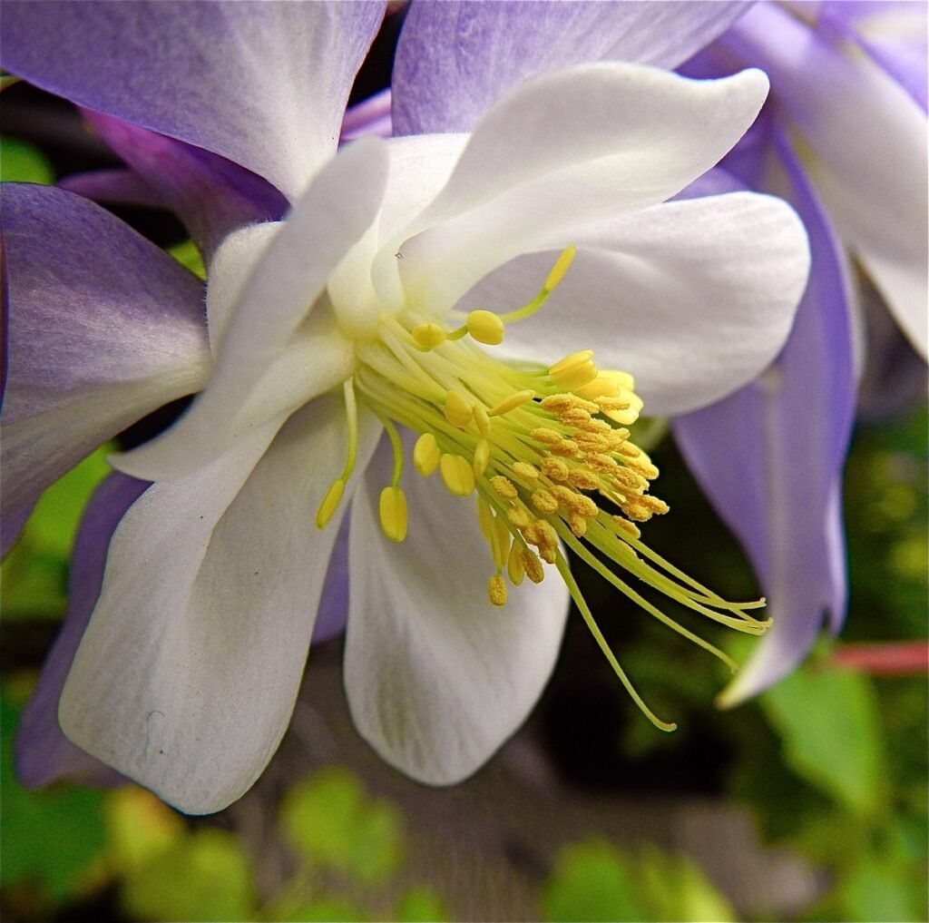 easy growing wildflowers Columbine