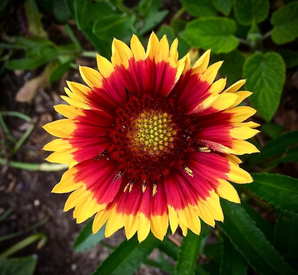 easy to grow wildflowers Blanket Flower