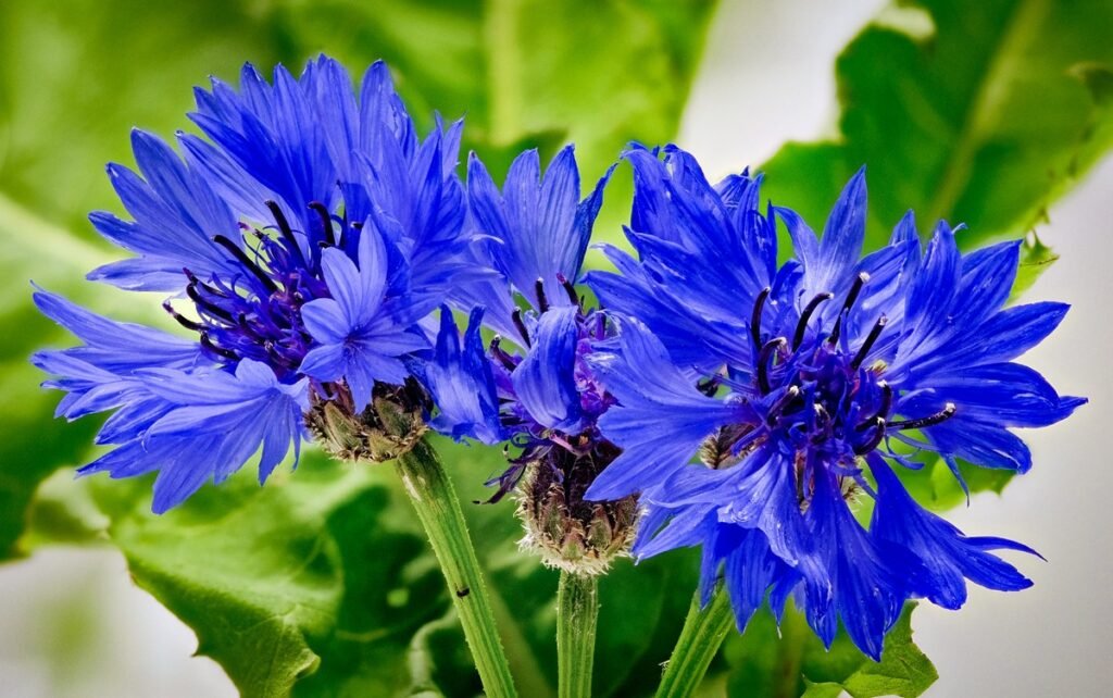 easy to grow wildflowers Cornflower