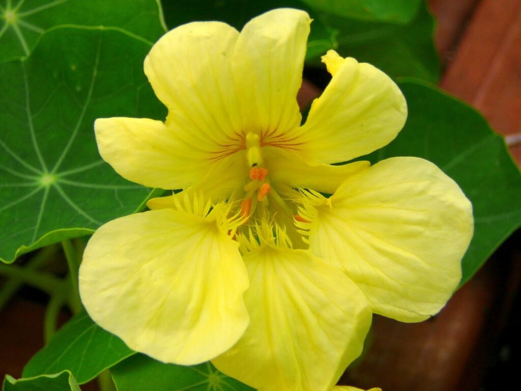 easy to grow wildflowers Nasturtium