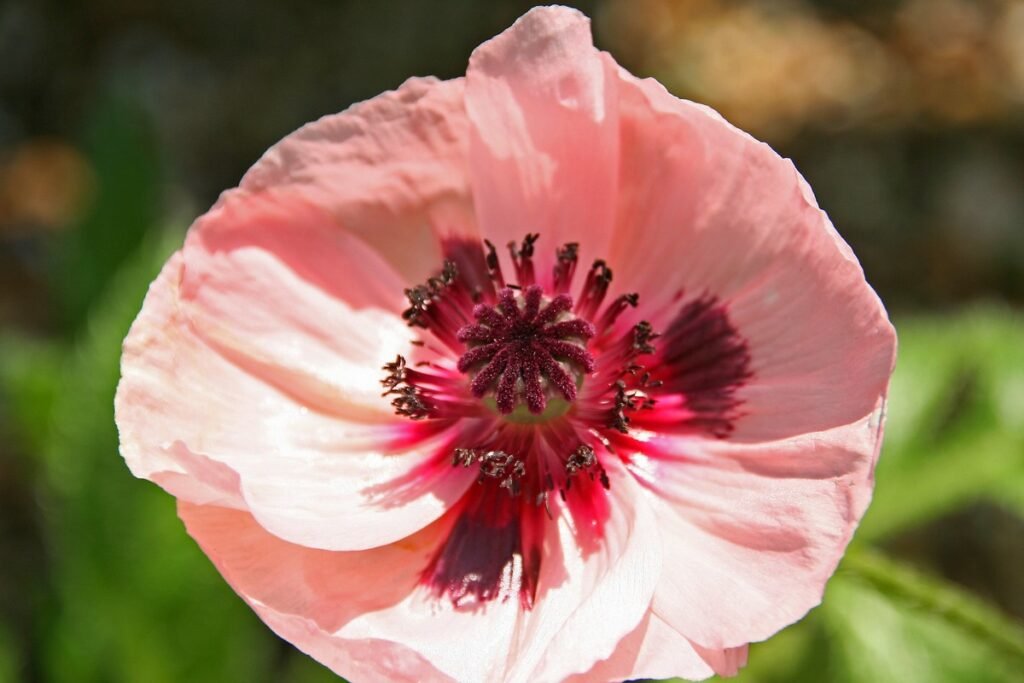 easy wildflowers Poppy